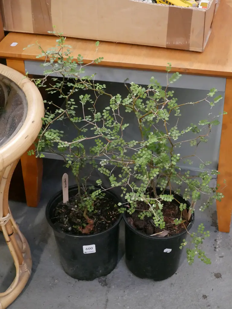 2x potted kowhai Image 1++