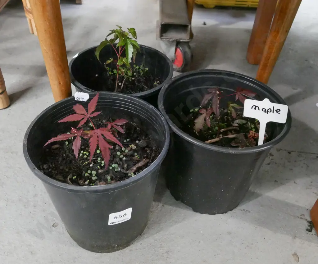 3x potted maples Image 1++