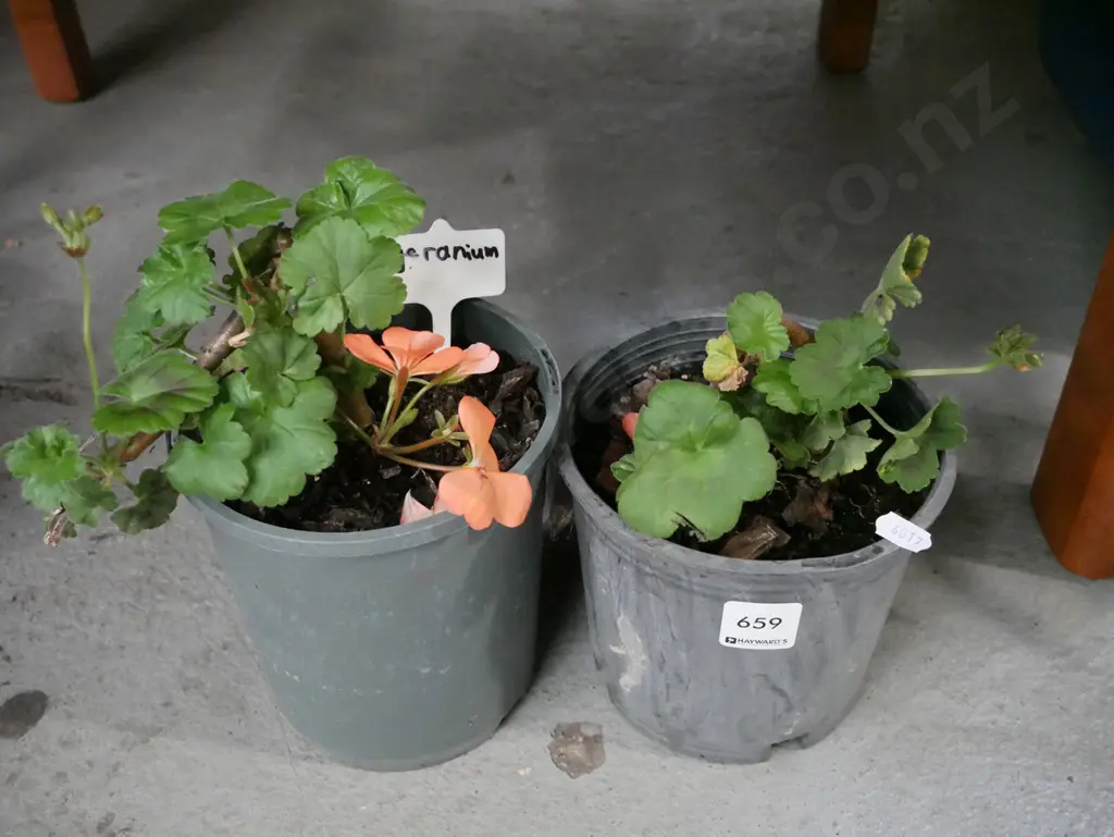 2x potted geraniums Image 1++