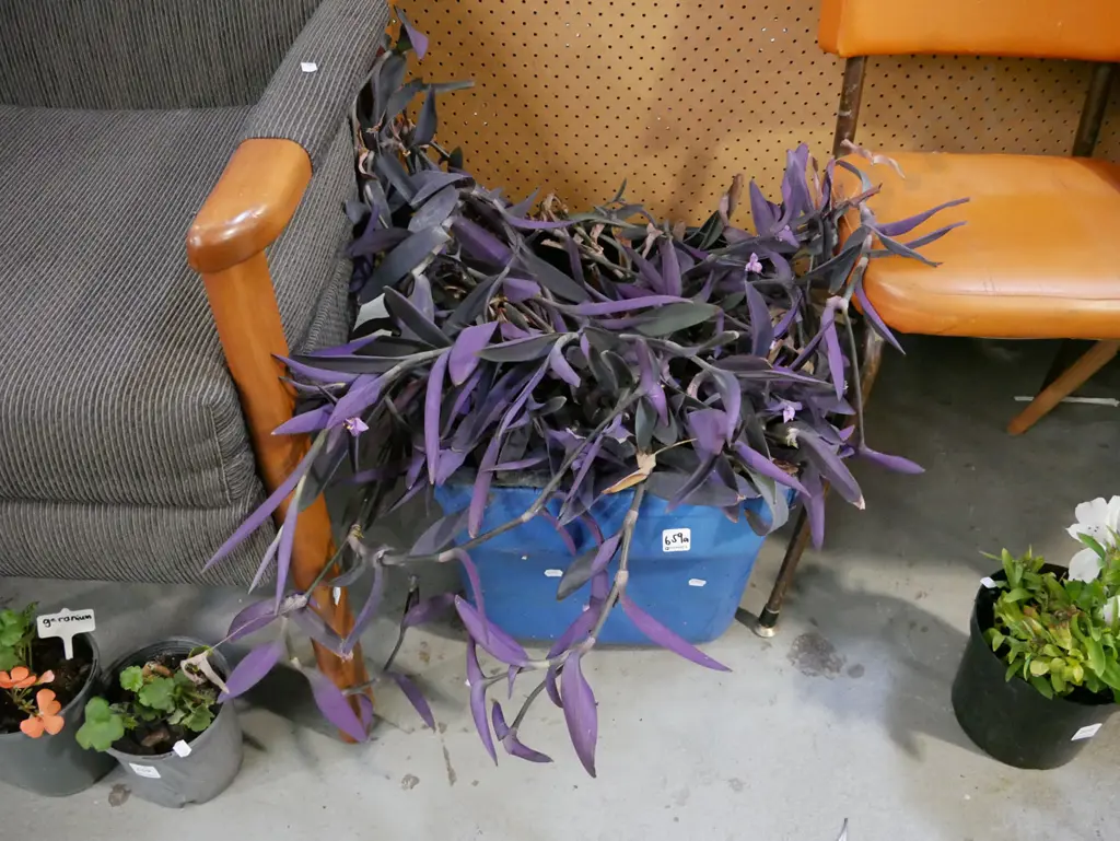 potted plant Image 1++
