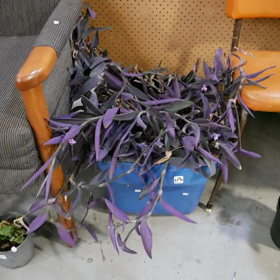 potted plant