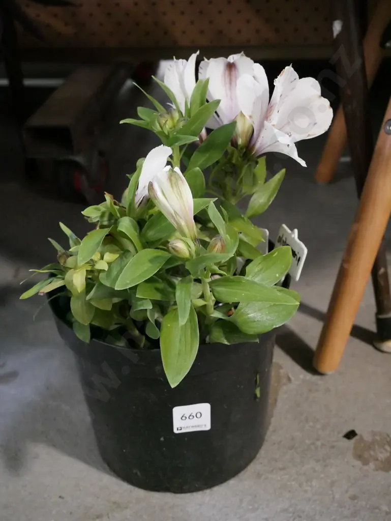 potted white magic astroemeria Image 1++