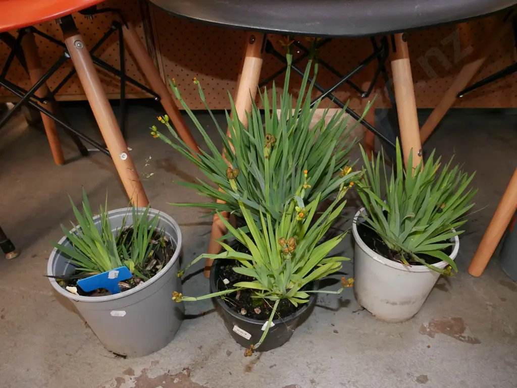4x potted yellow eyed grasses Image 1++