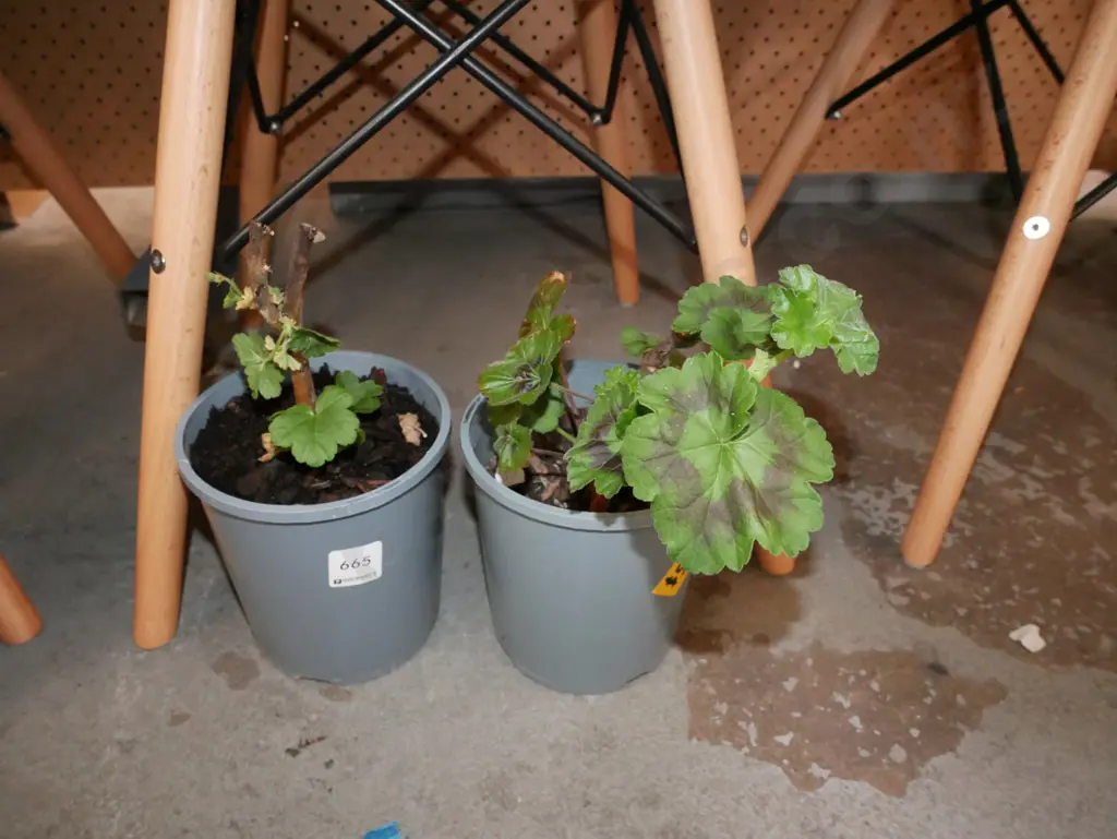 2x potted geraniums Image 1++