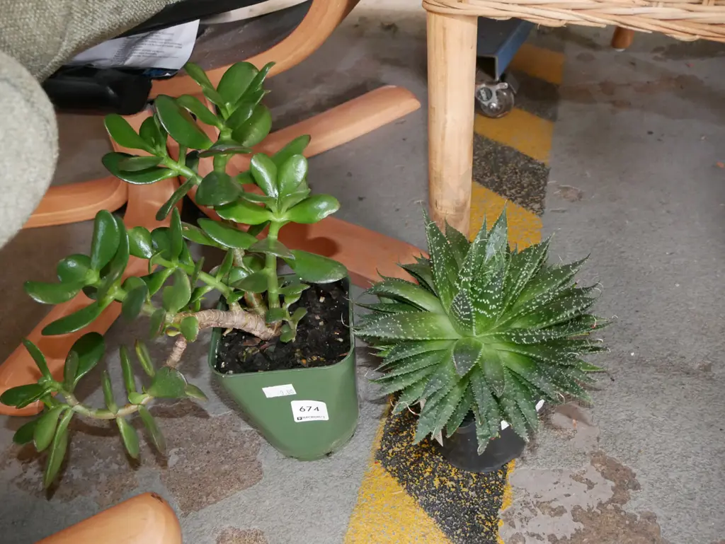 2x potted succulents Image 1++