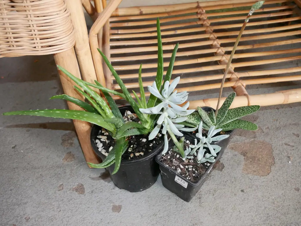3x potted succulents Image 1++