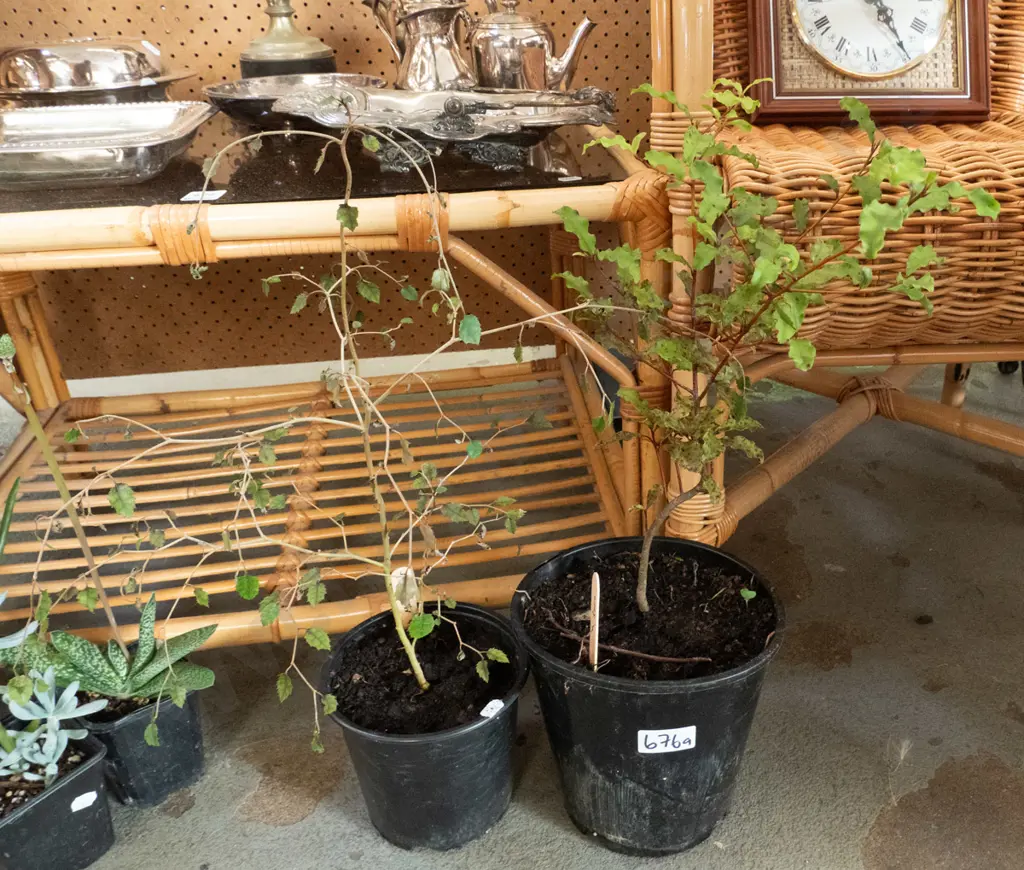 potted koro, potted marble leaf Image 1++