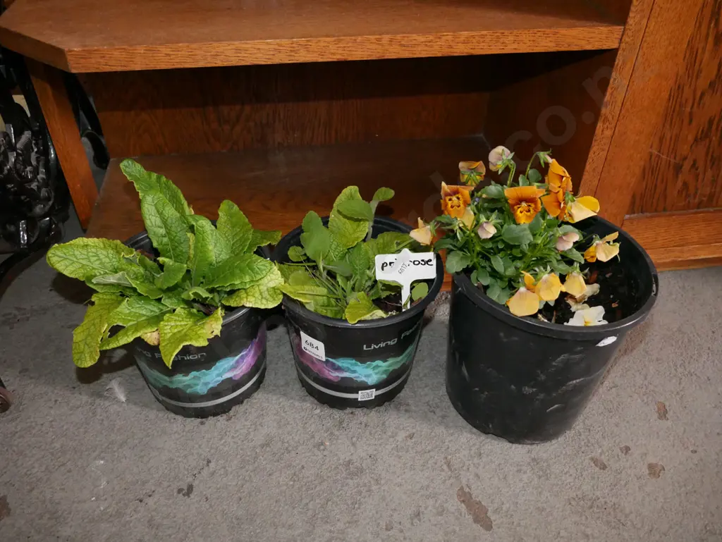 potted primrose and pansies Image 1++