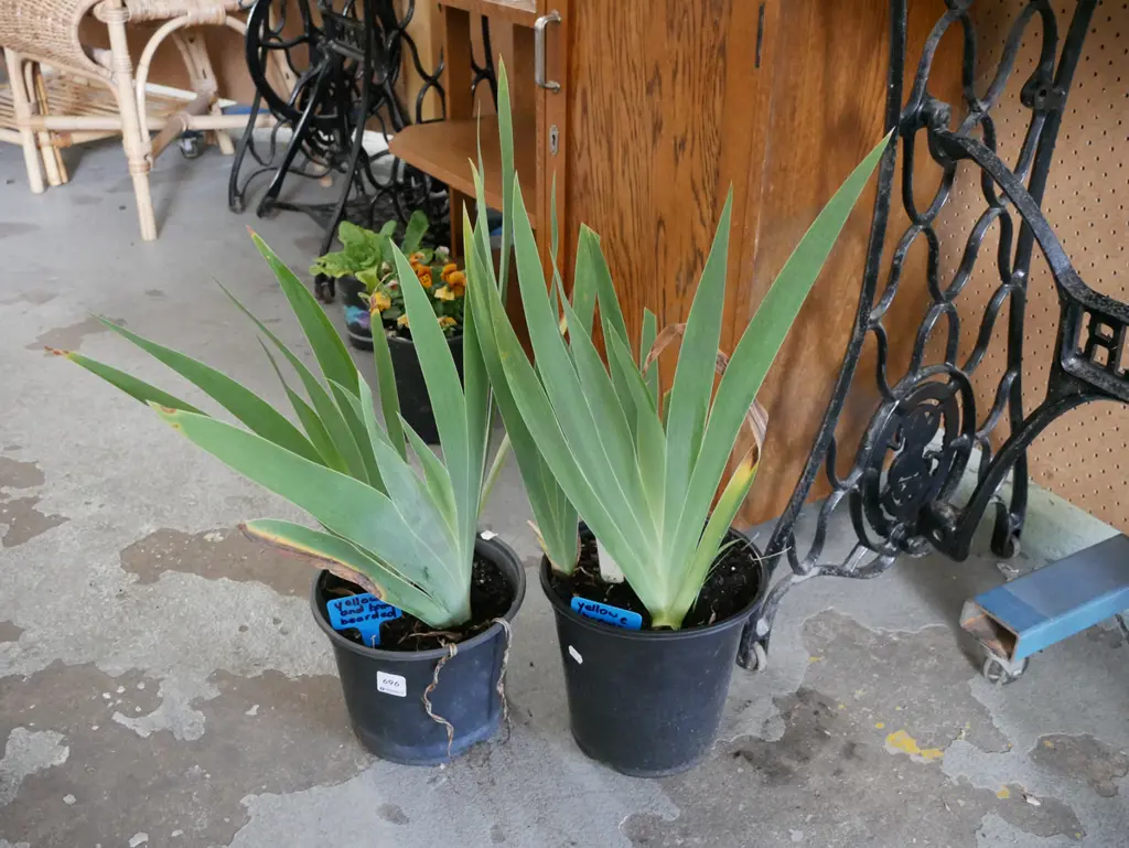 2x potted yellow and brown bearded irises Image 1++