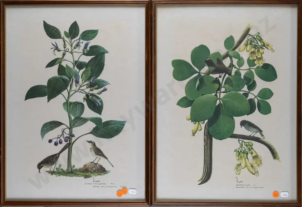 2x framed RH Cometti botanical prints Each H-430 W-310 (slight age marking) Image 1++