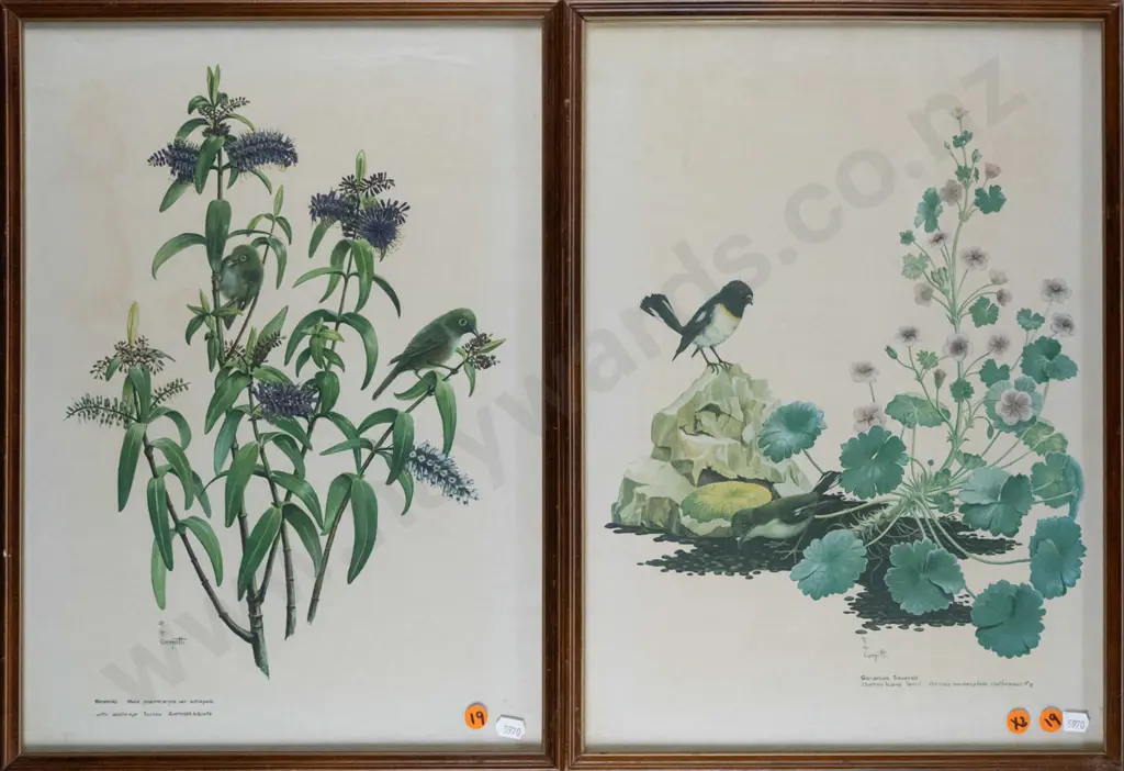 2x framed RH Cometti botanical prints Each H-430 W-310 (slight age marking) Image 1++