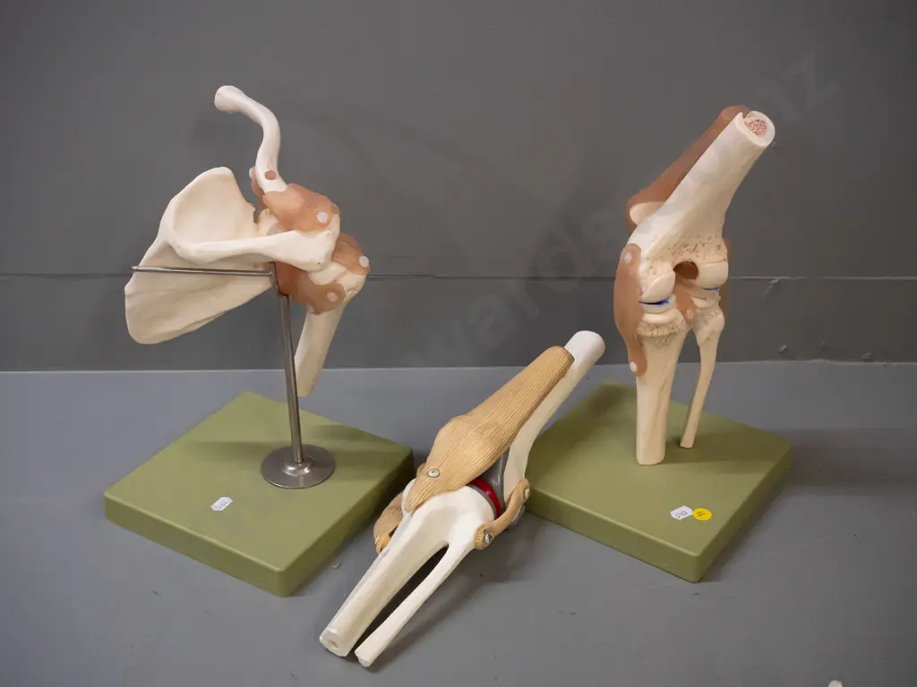3 medical / anatomical display joints, 2 on plastic square bases marked Somso & Germany - tallest is H-340 Image 1++