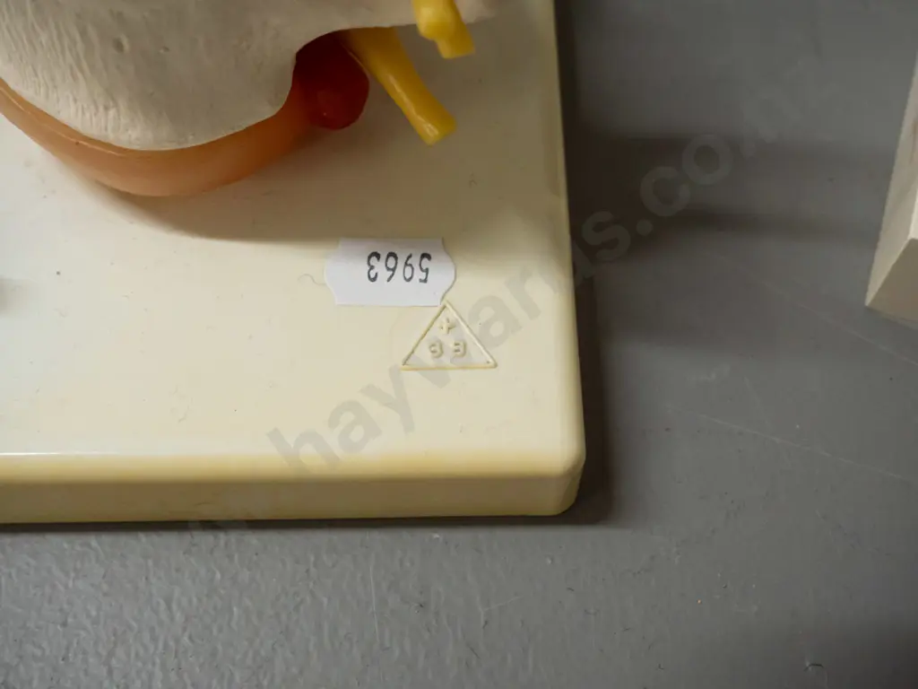 4 medical / anatomical display items, 2 marked Voltaren, 3 on plastic bases, tallest is H-170 Image 1++