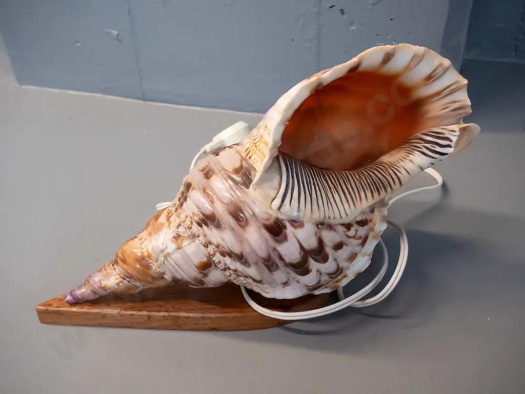 retro shell lamp with wooden base - has a chip to top edge H-200 L-310 Image 1++