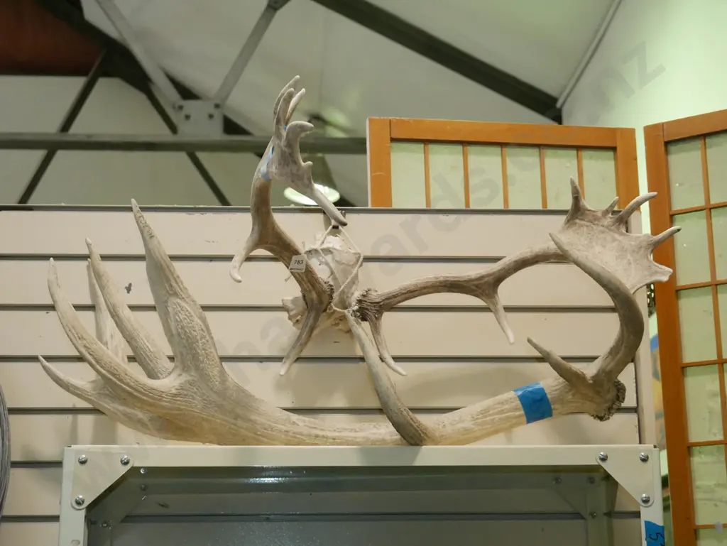 antlers Image 1++