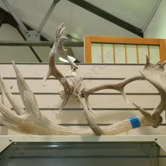 antlers