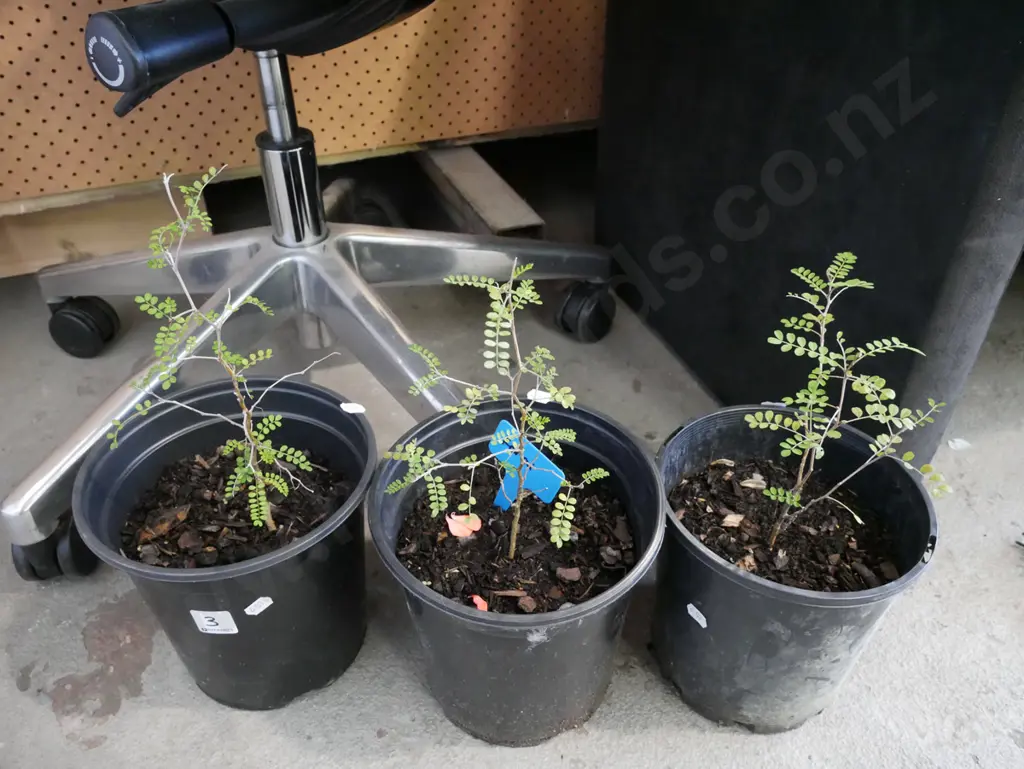 3x potted kowhai Image 1++