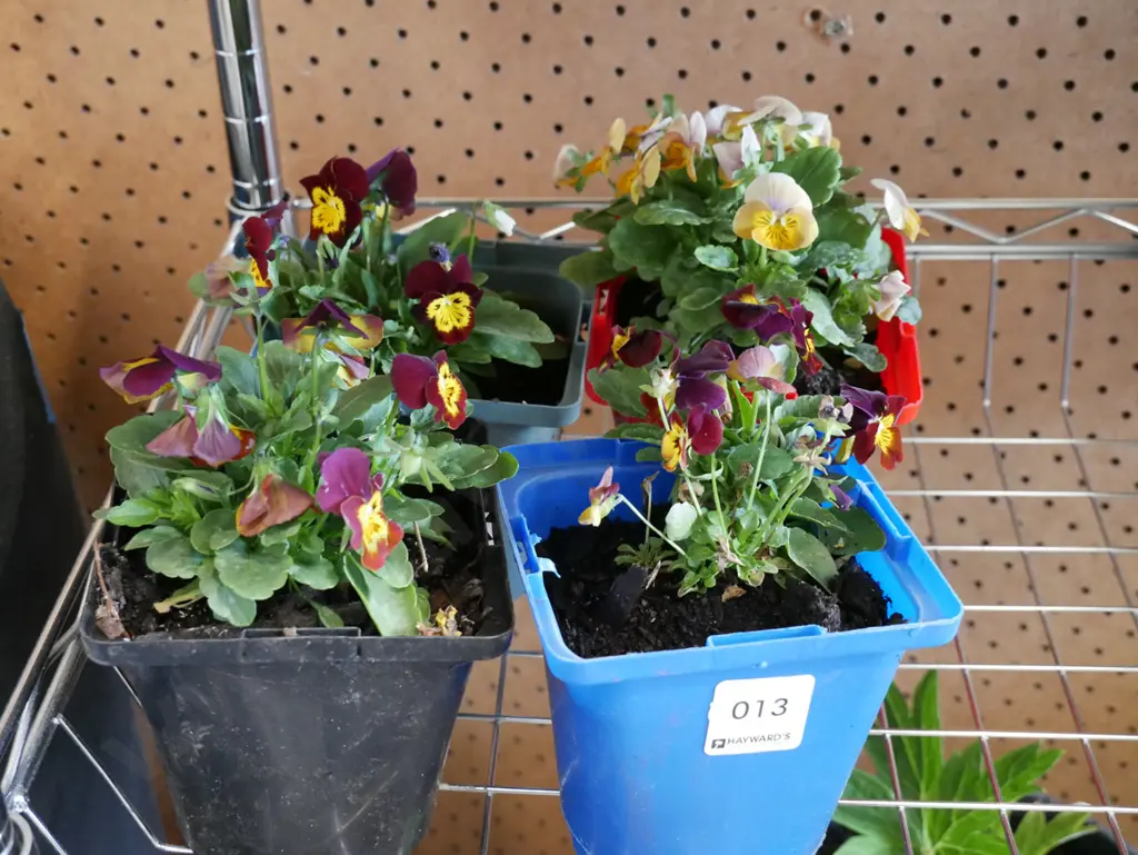 4x potted pansies Image 1++