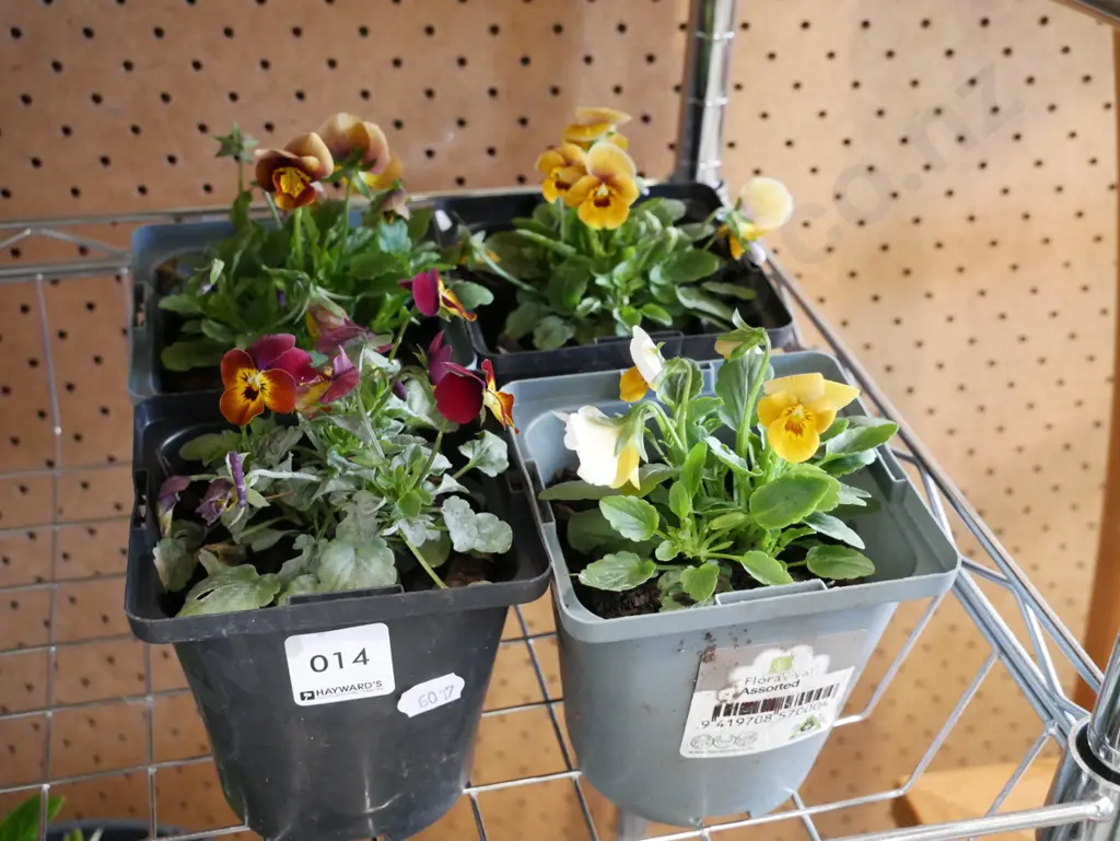 4x potted pansies Image 1++