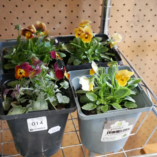 4x potted pansies