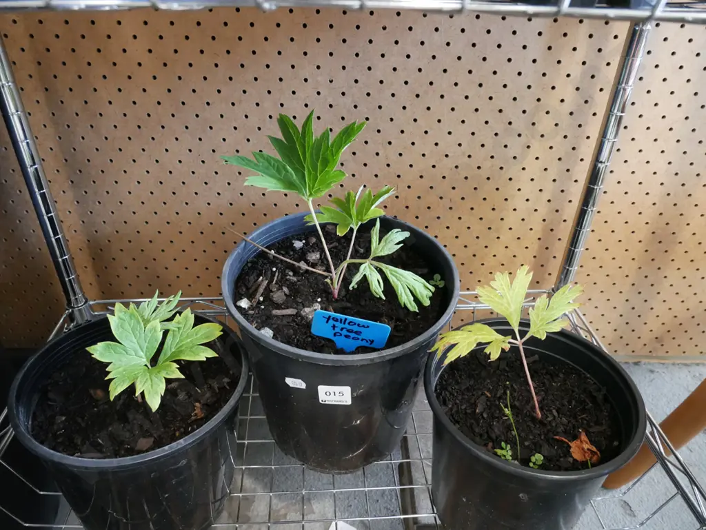 3x potted yellow tree peonies Image 1++