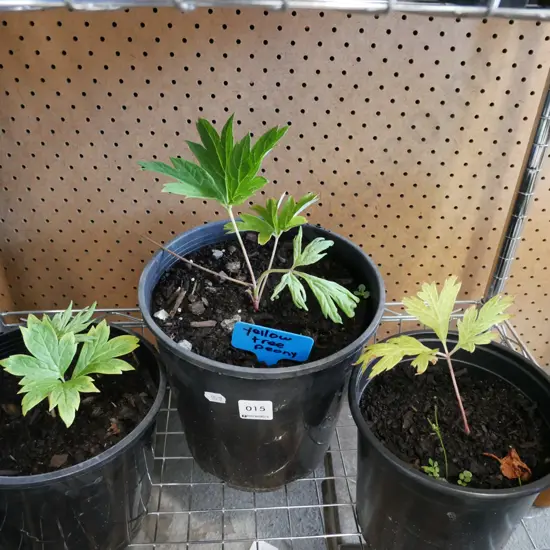 3x potted yellow tree peonies