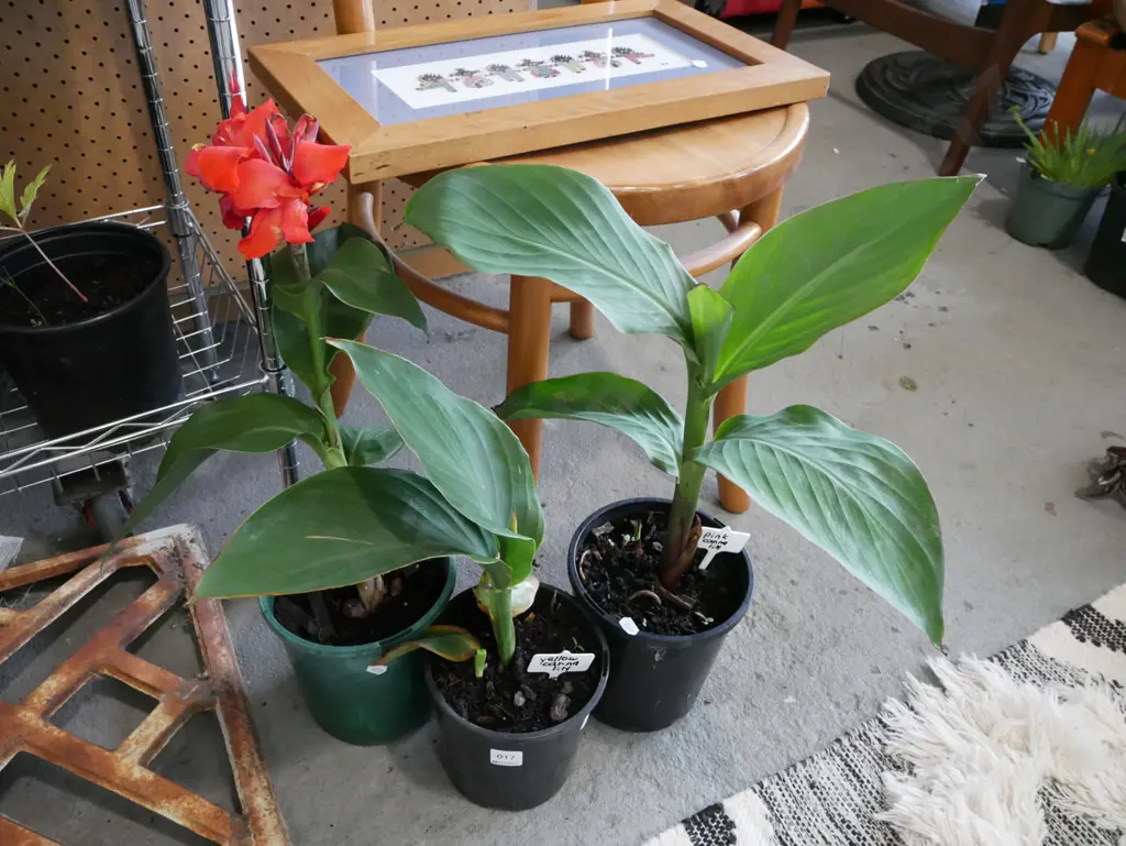 3x potted canna lillies - orange, yellow, pink Image 1++
