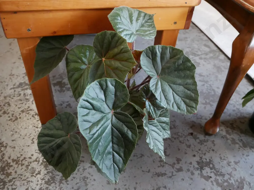 potted begonia - scharfii Image 1++