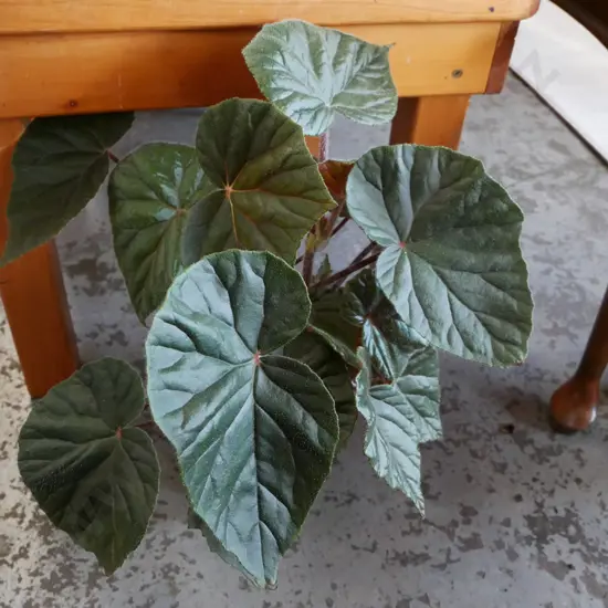 potted begonia - scharfii
