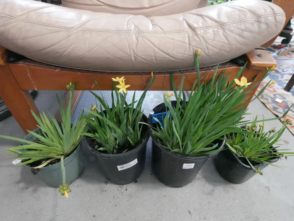 4x potted yellow eyed grasses Image 1++