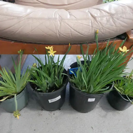 4x potted yellow eyed grasses