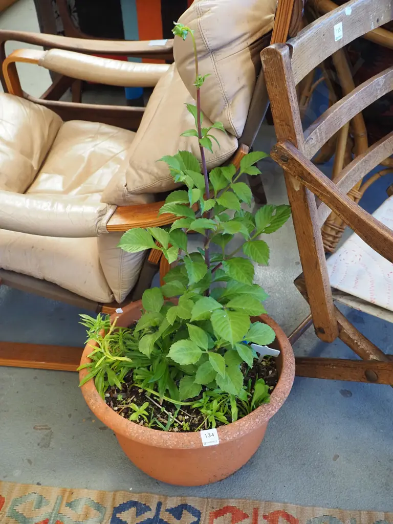 plastic potted dahlia Image 1++