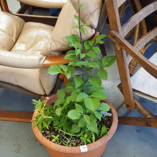 plastic potted dahlia