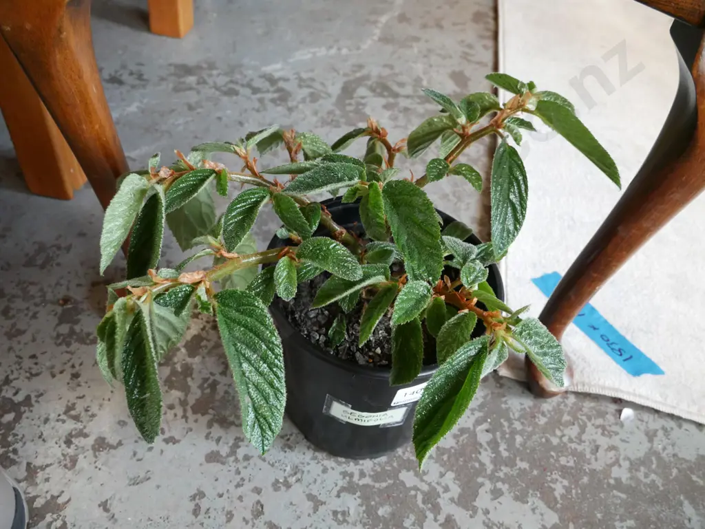 potted begonia - ulmifolia Image 1++