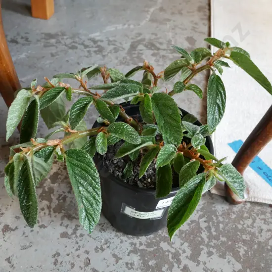 potted begonia - ulmifolia