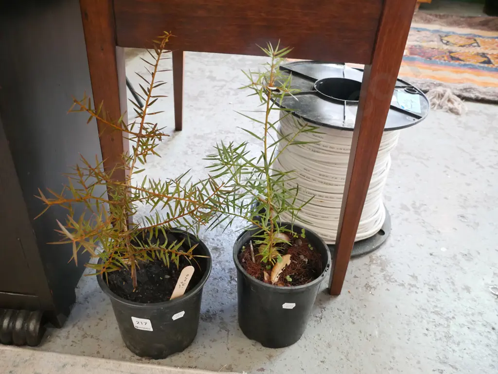 2x potted totara Image 1++