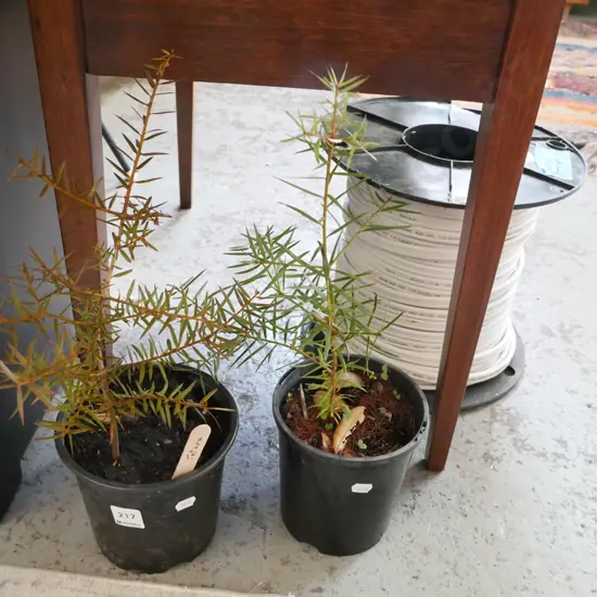 2x potted totara