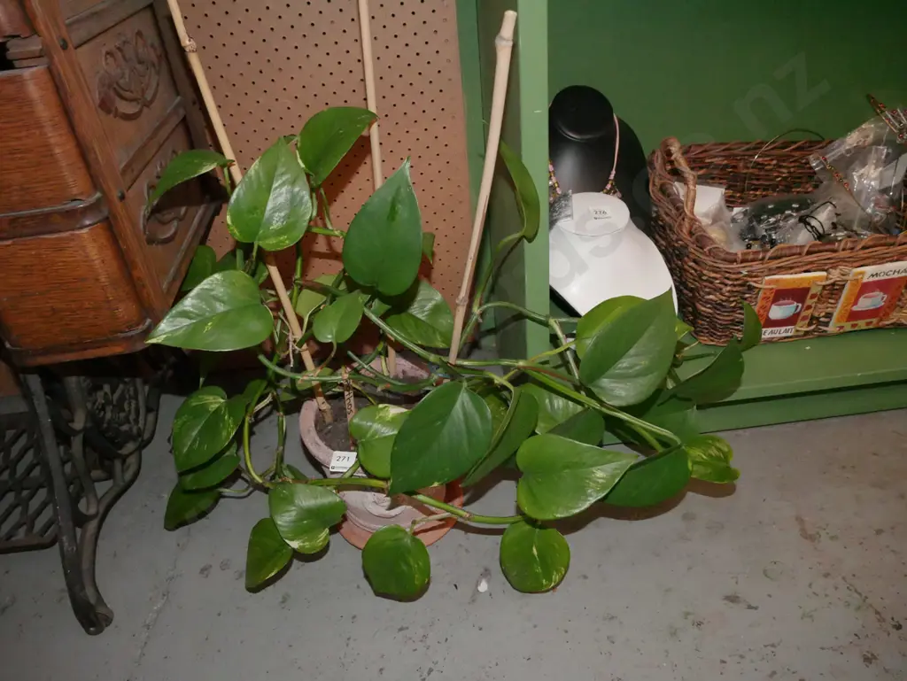 potted pothos Image 1++