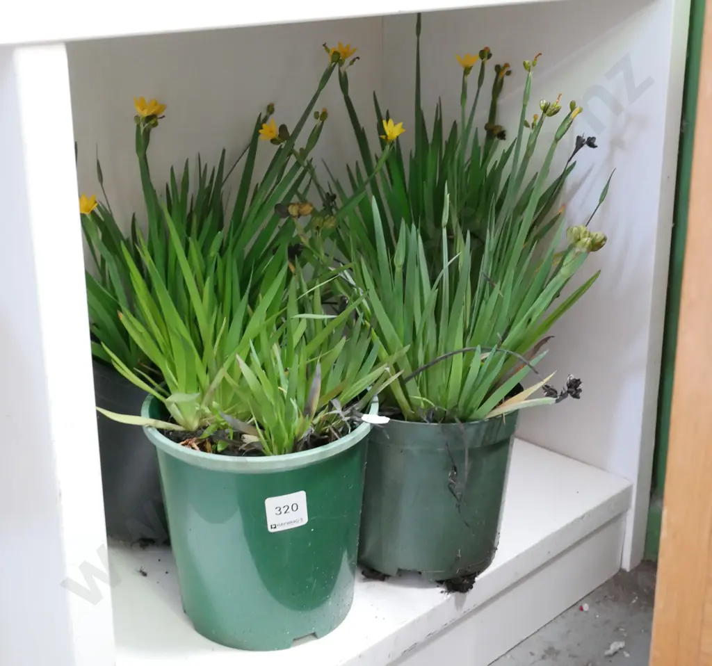 potted yellow eyed grasses Image 1++