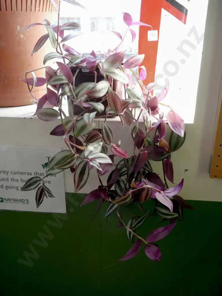 potted plant  Image 1++