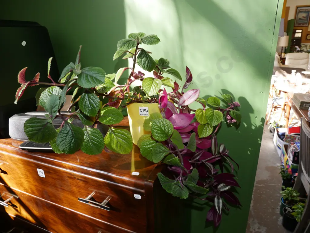 potted plants Image 1++