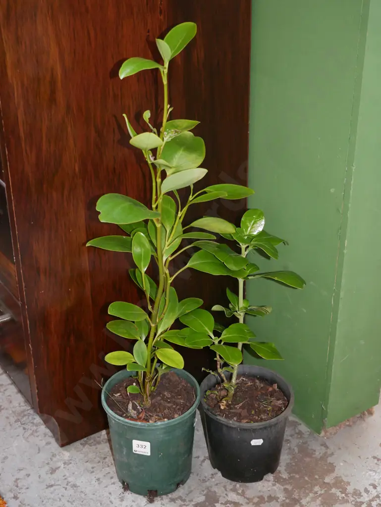 2x potted broadleafs Image 1++