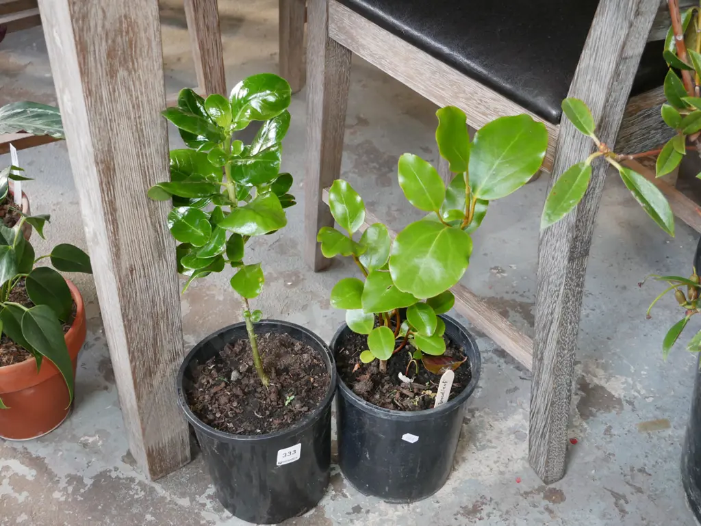 2x potted broadleafs Image 1++