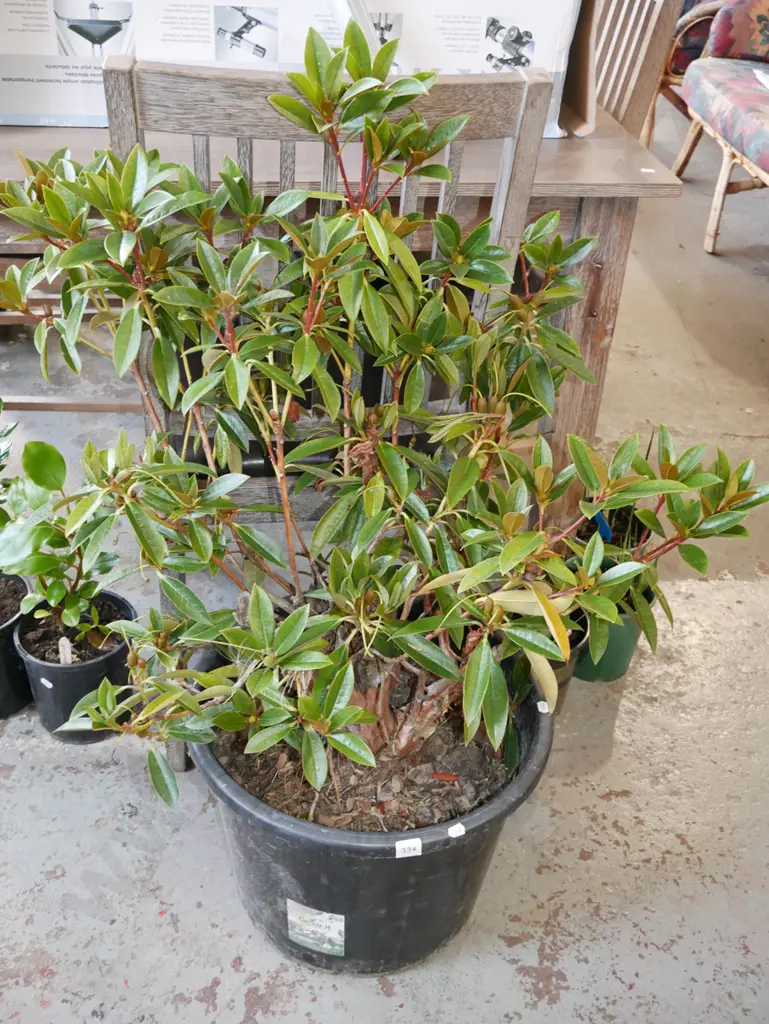 potted rhododendron Image 1++
