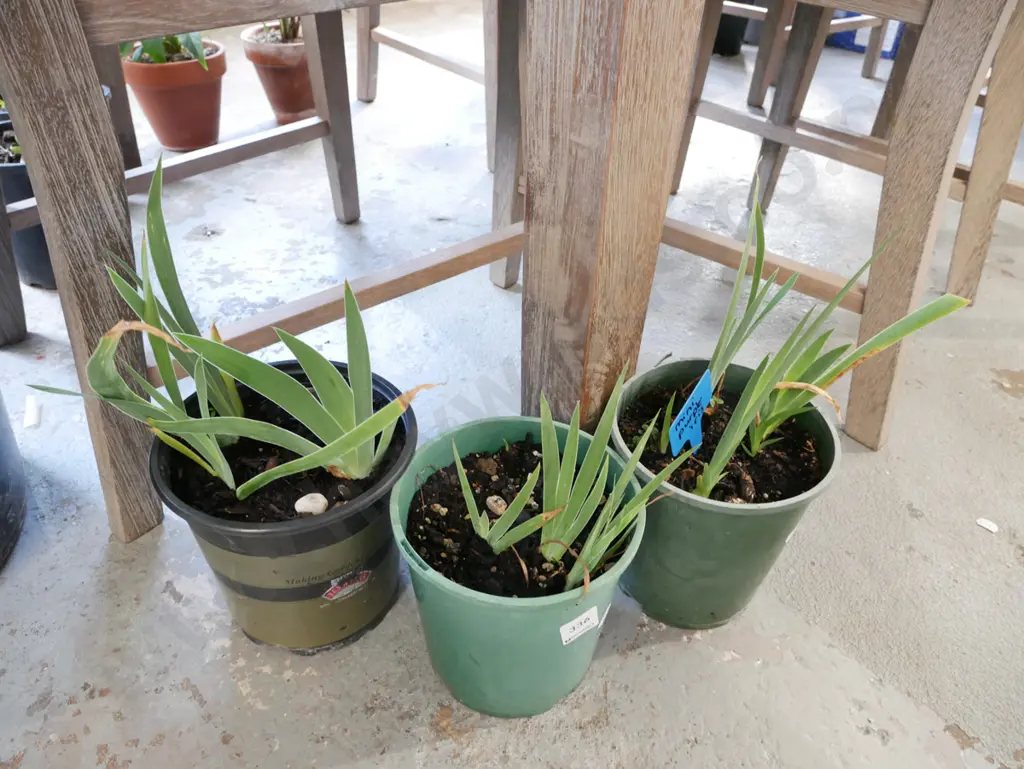 3x potted mini irises Image 1++