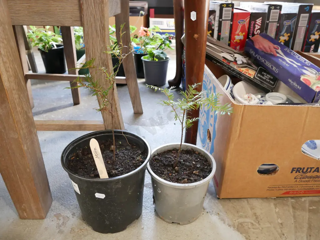 2x potted miro Image 1++