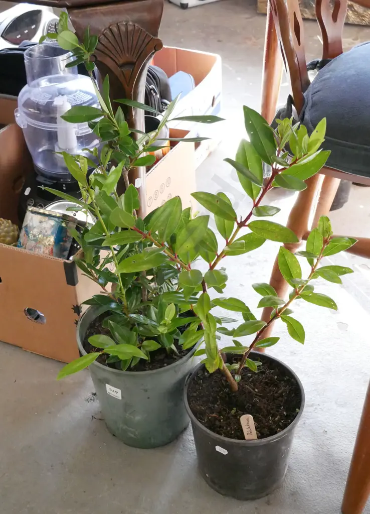 2x potted pohutukawa Image 1++