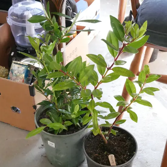 2x potted pohutukawa