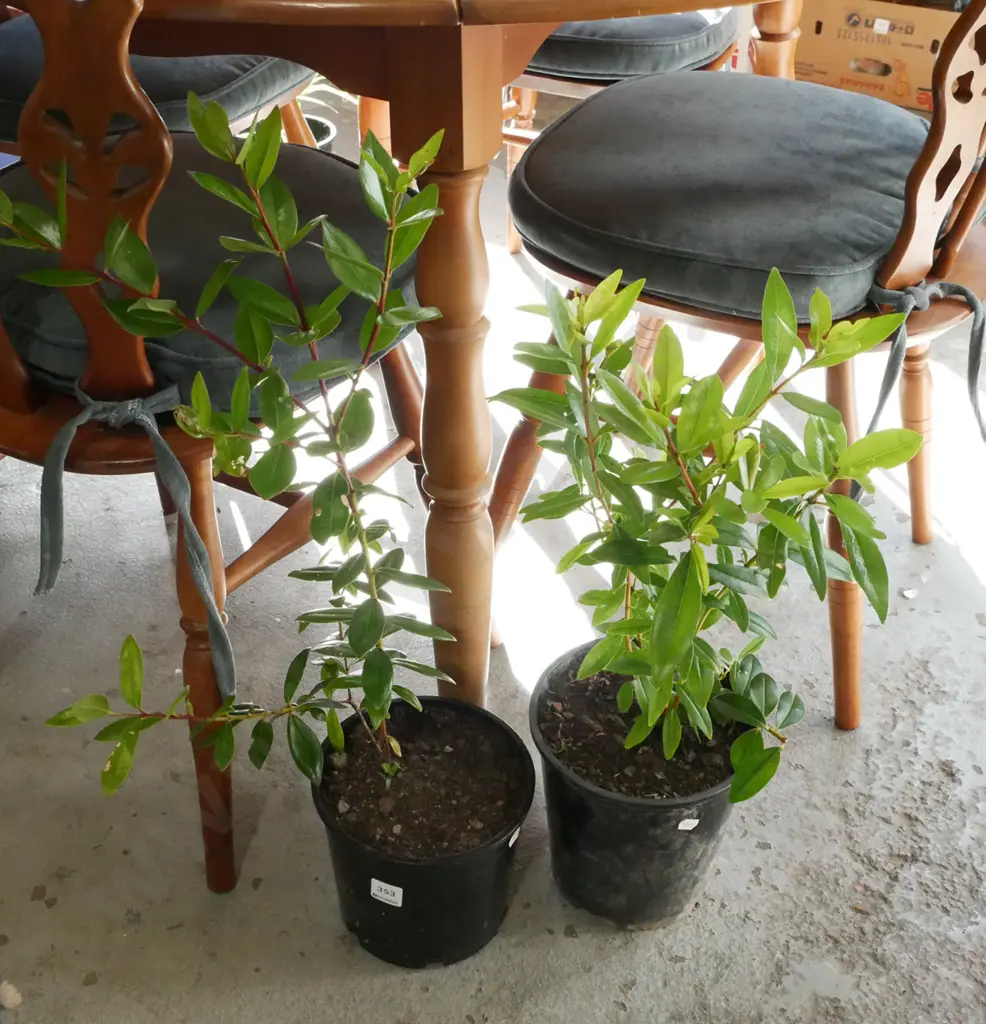 2x potted pohutukawa Image 1++