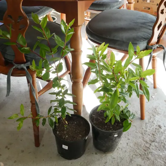 2x potted pohutukawa